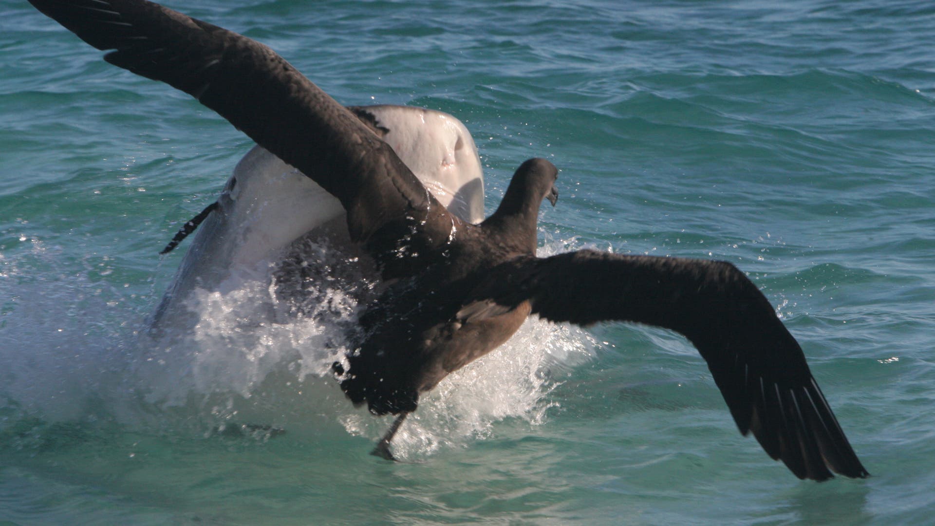 -kologie-Wie-V-gel-die-Welt-der-Haie-durcheinander-bringen