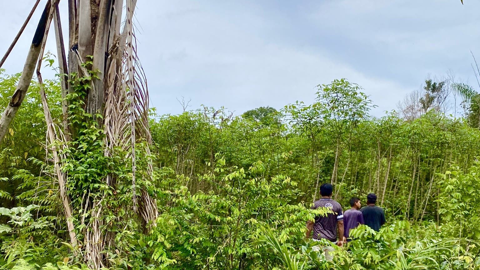 Drei Menschen gehen durch einen dichten grünen Wald mit hohen Bäumen und üppiger Vegetation. Der Himmel ist bewölkt. Die Szene vermittelt ein Gefühl von Erkundung und Naturverbundenheit.
