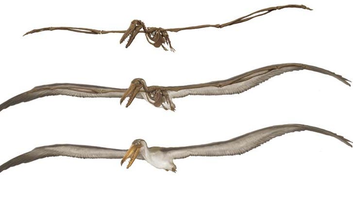 Pelargornis chilensis