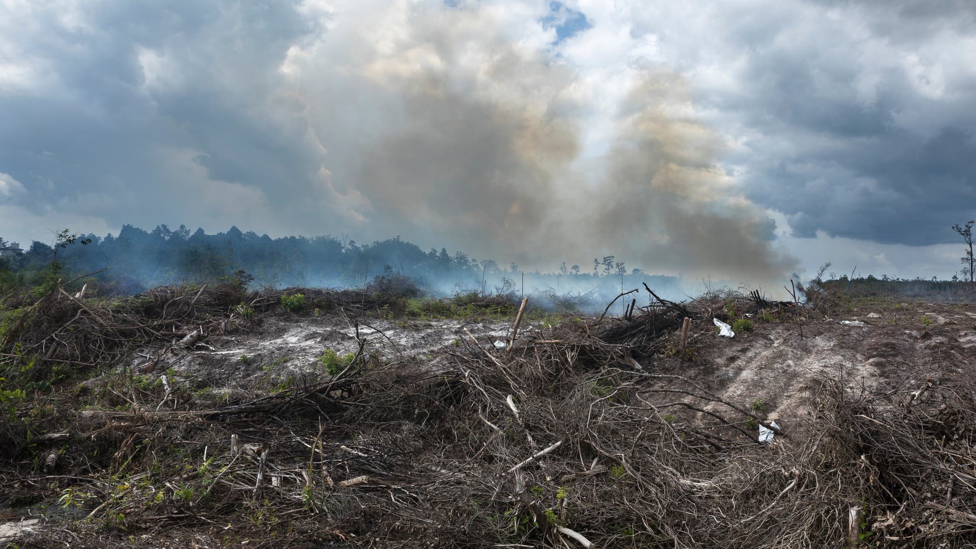 Kebakaran hutan: Asap menimbulkan gambaran yang mengerikan