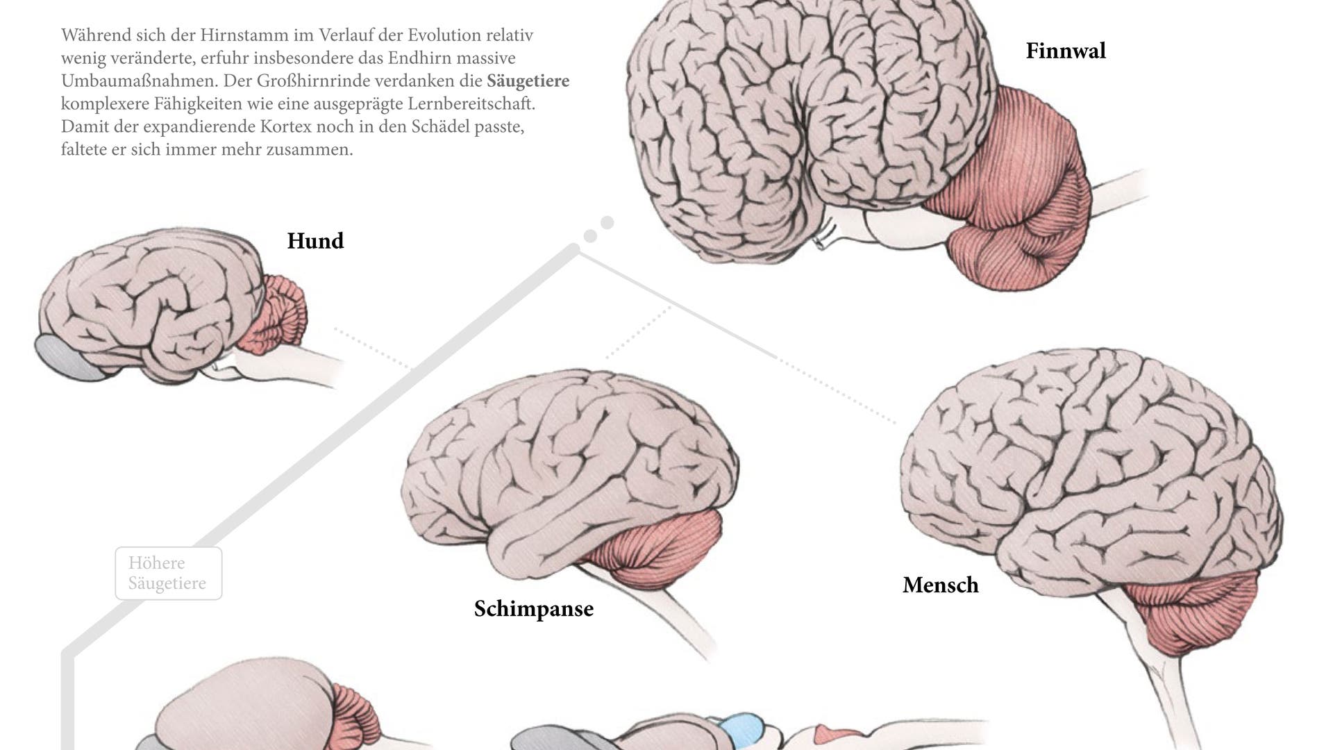 Wie Lange Entwickelt Sich Das Gehirn