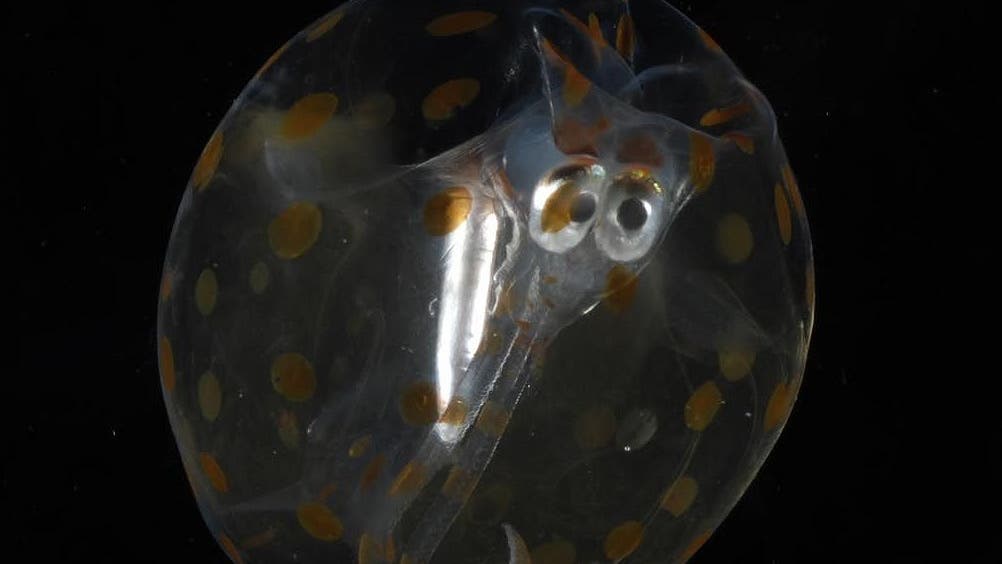 Unbekanntes Zooplankton
