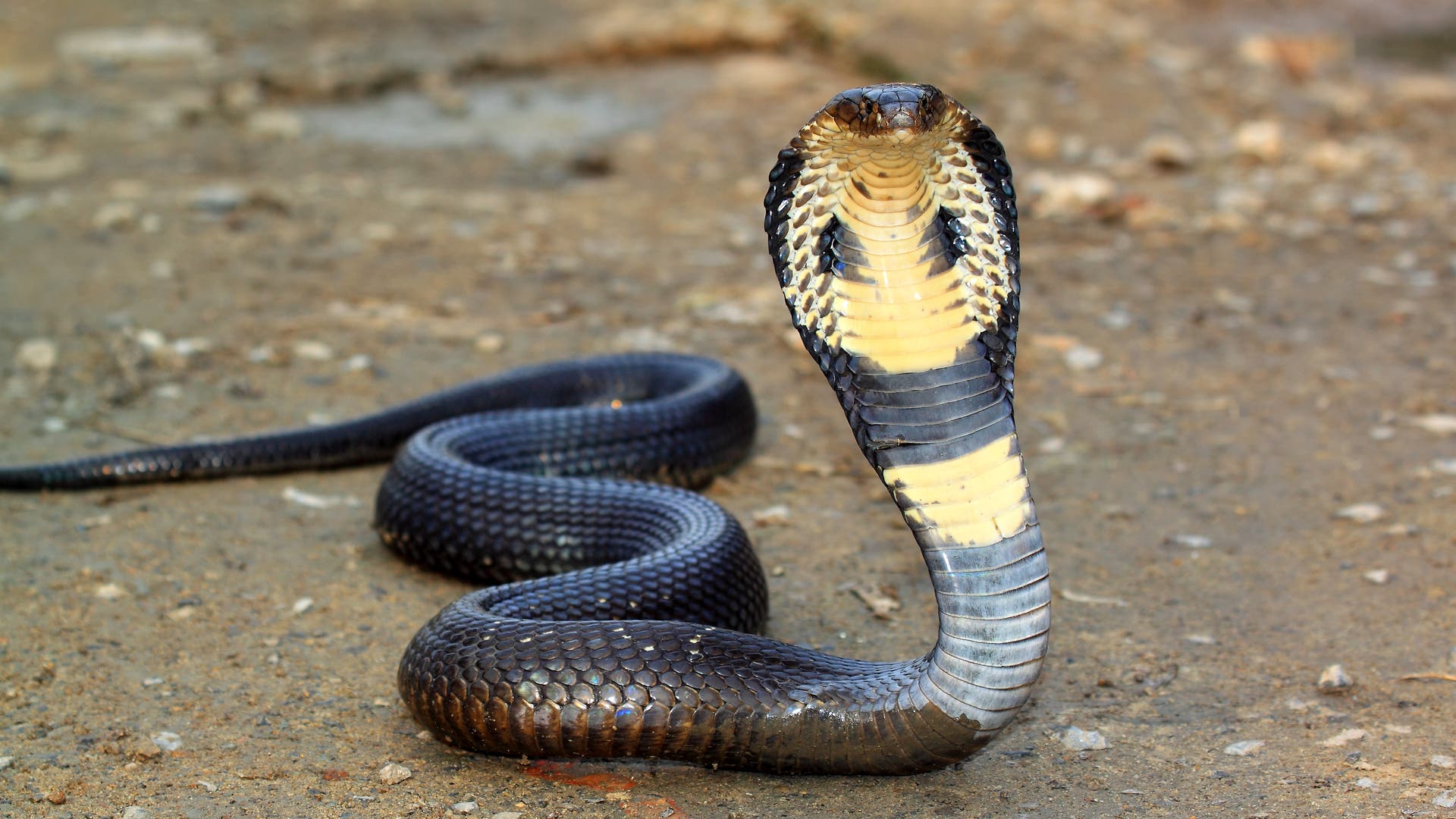Kobra menyukai peternakan – Science Spectrum