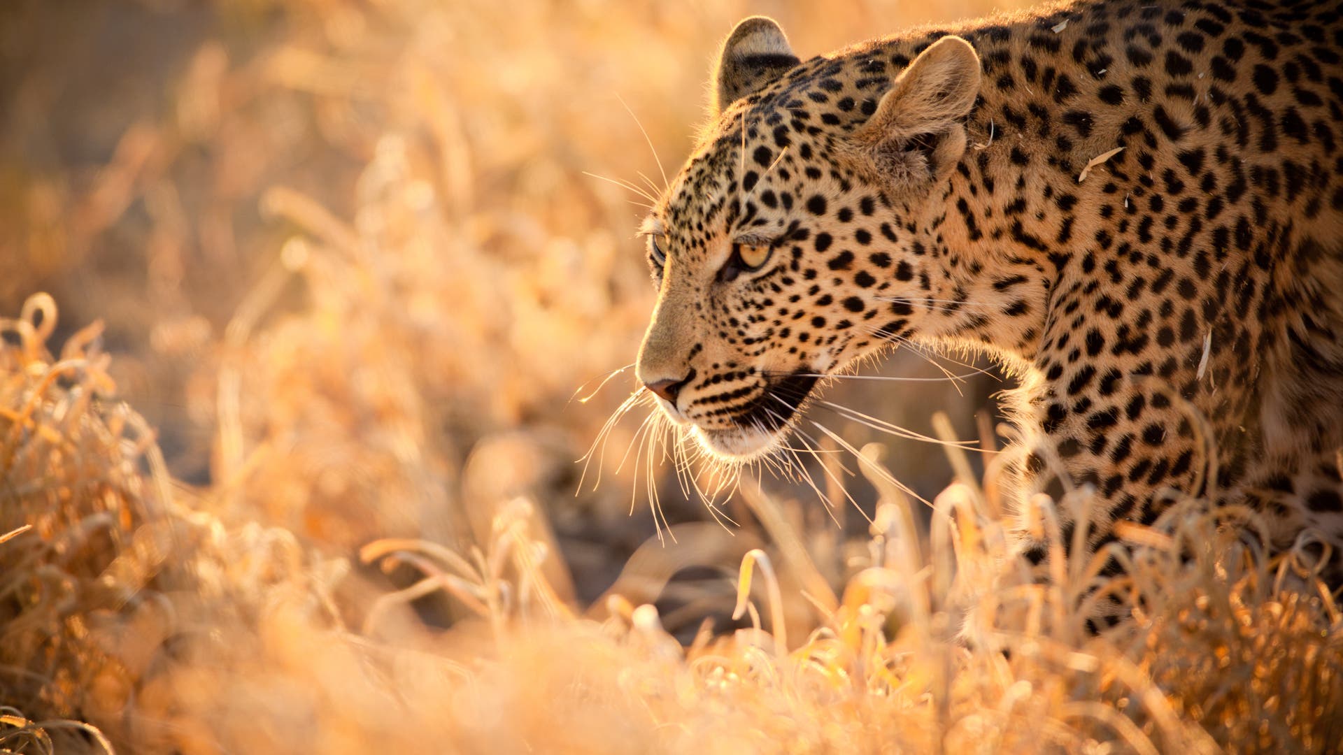 Artenvielfalt Leoparden auf dem Rückzug Spektrum der Wissenschaft