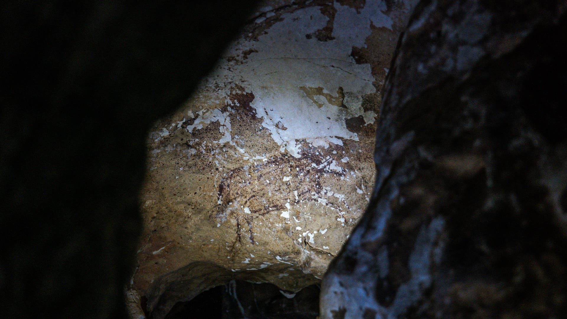 Die Darstellung eines Anoa, eines Zwergbüffels, befindet sich in der Höhle Leang Pettae. 