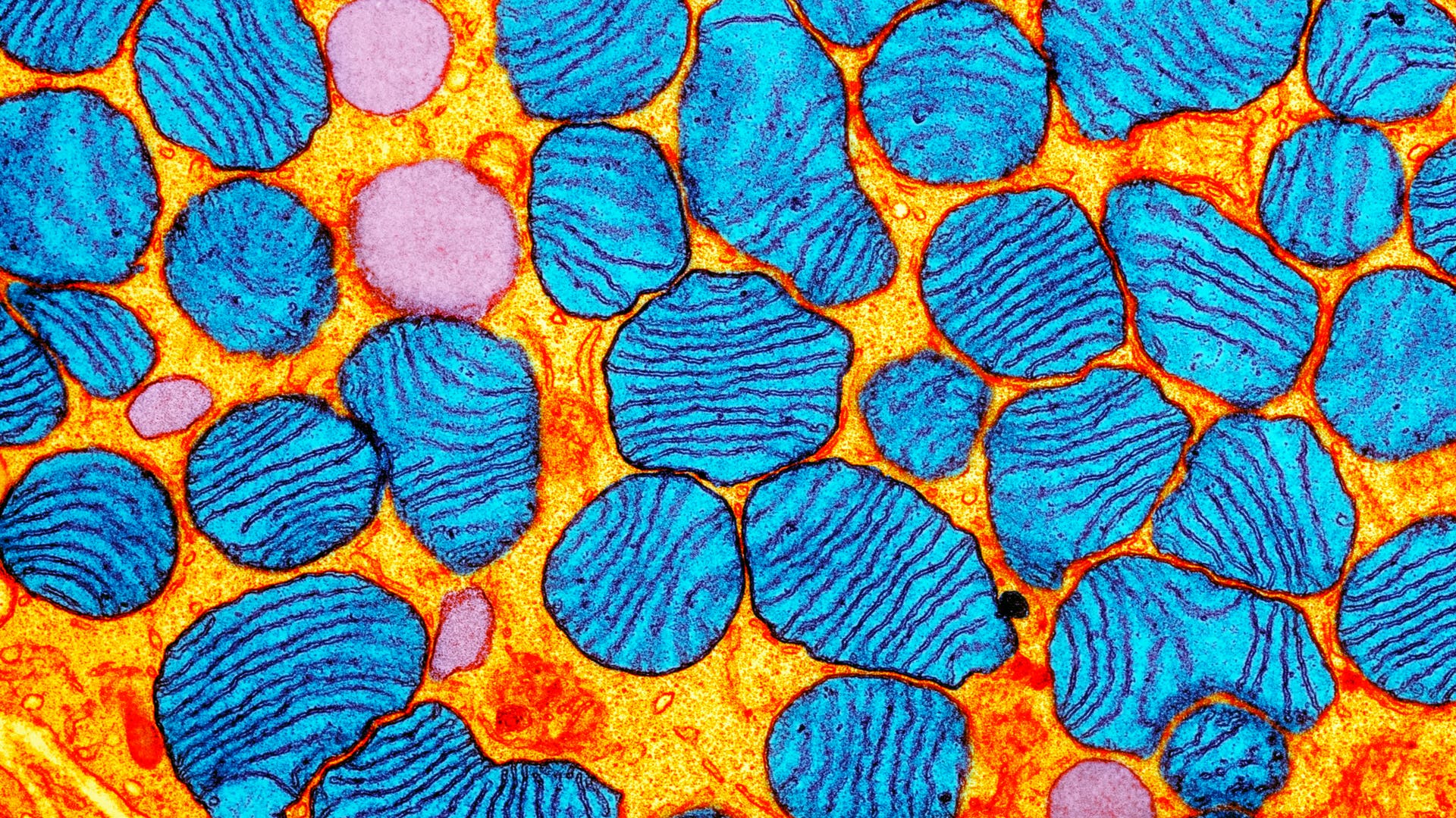 BaseEditing schreibt das Genom von Mitochondrien um Spektrum der