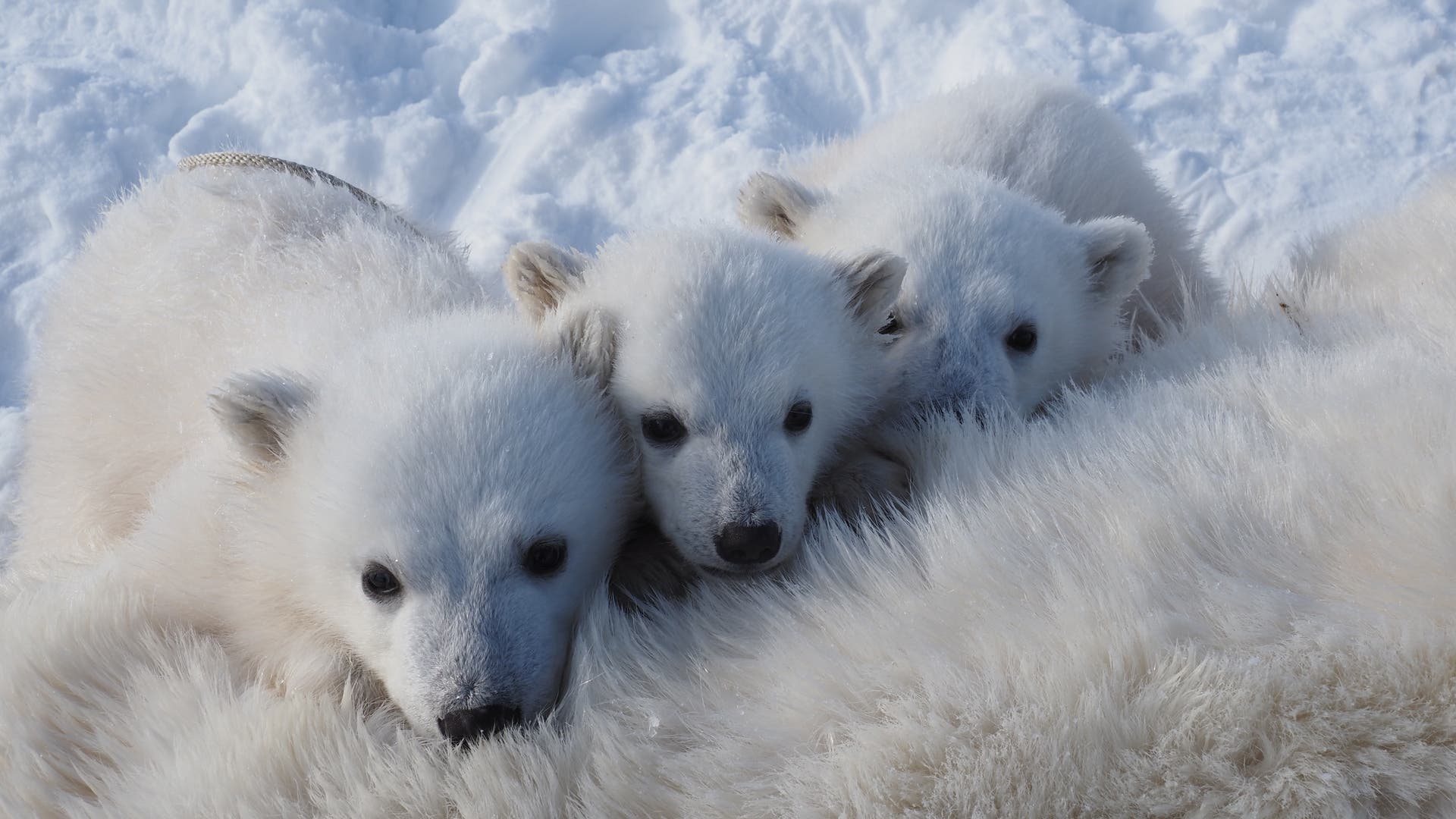 Klimawandel-in-der-Arktis-Eisb-ren-auf-Spitzbergen-trotzen-dem-schwindenden-Meereis