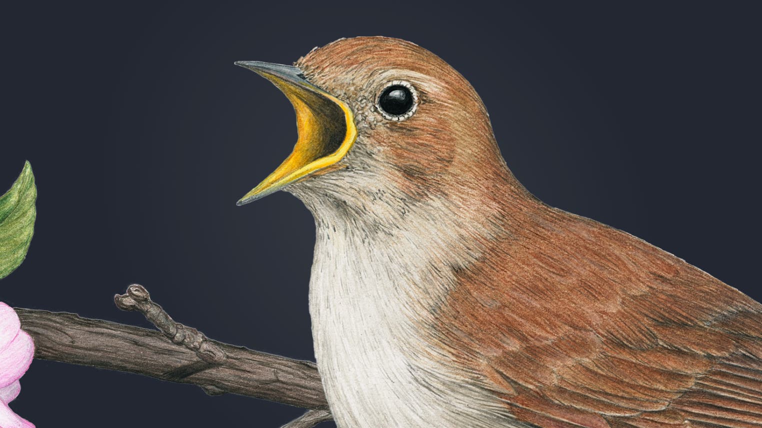 Eulbergs-t-nende-Tierwelt-Das-Klangwunder-der-Nacht