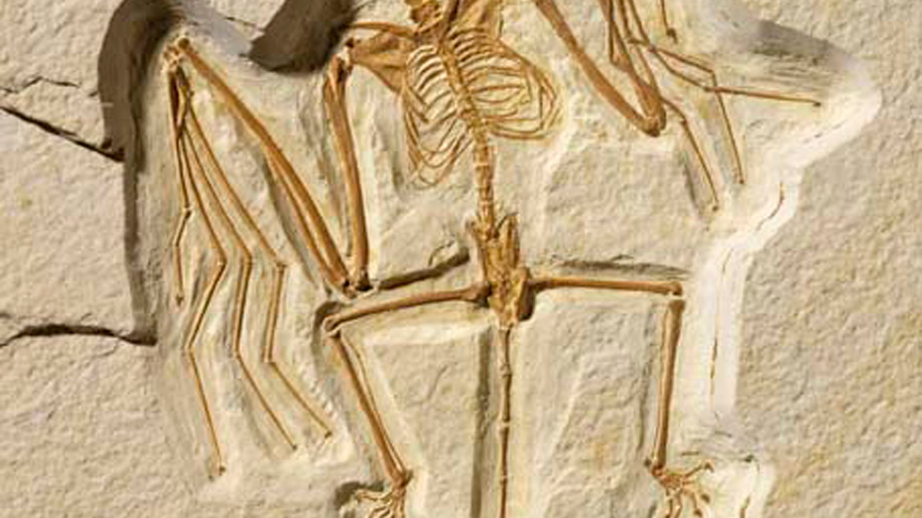 Paläontologie Orientierungslos Spektrum der Wissenschaft