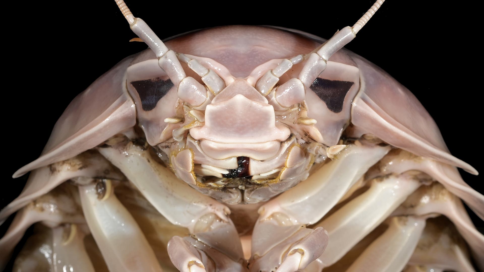 Nahaufnahme eines Riesenasselnkopfes mit detaillierter Ansicht der Antennen, Augen und Mundwerkzeuge. Die blassrosa und cremefarbenen Töne heben die segmentierte Struktur und die komplexen Muster des Exoskeletts hervor. Der Hintergrund ist schwarz, was den Fokus auf das Insekt verstärkt.