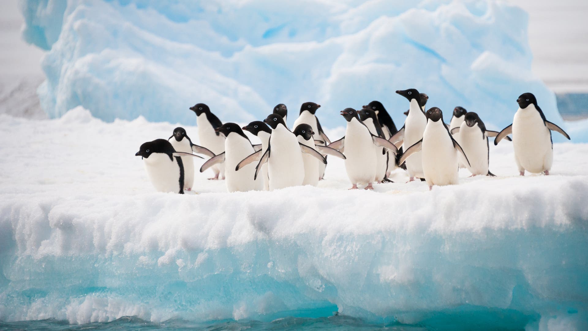 Verhaltensforschung: Video: Koten sich Pinguine den Nistplatz frei? -  Spektrum der Wissenschaft