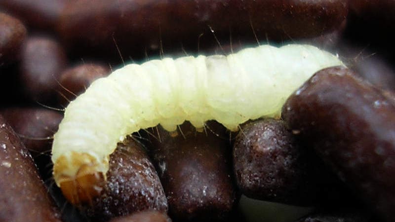 Was für ein Käfer ist das, kann der Schaden anrichten? (Biologie