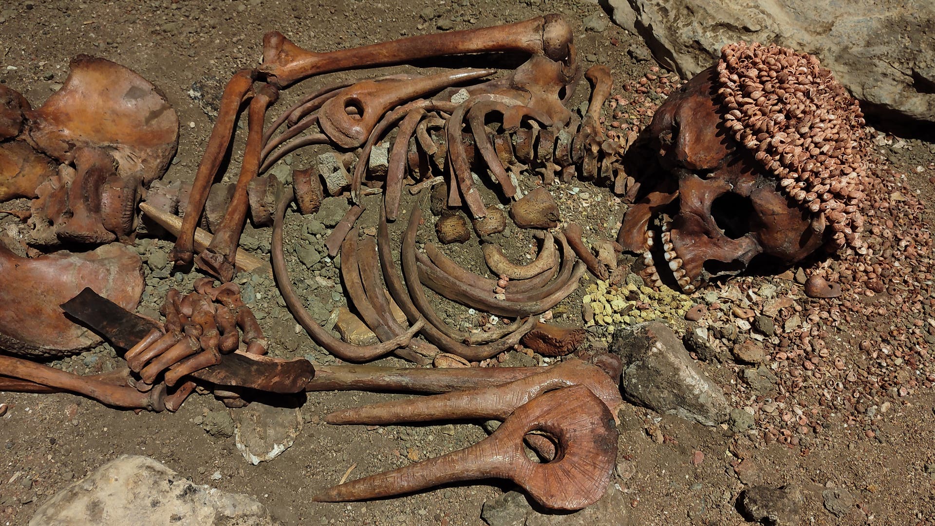 Altsteinzeit-Der-Prinz-war-wohl-ein-B-renopfer