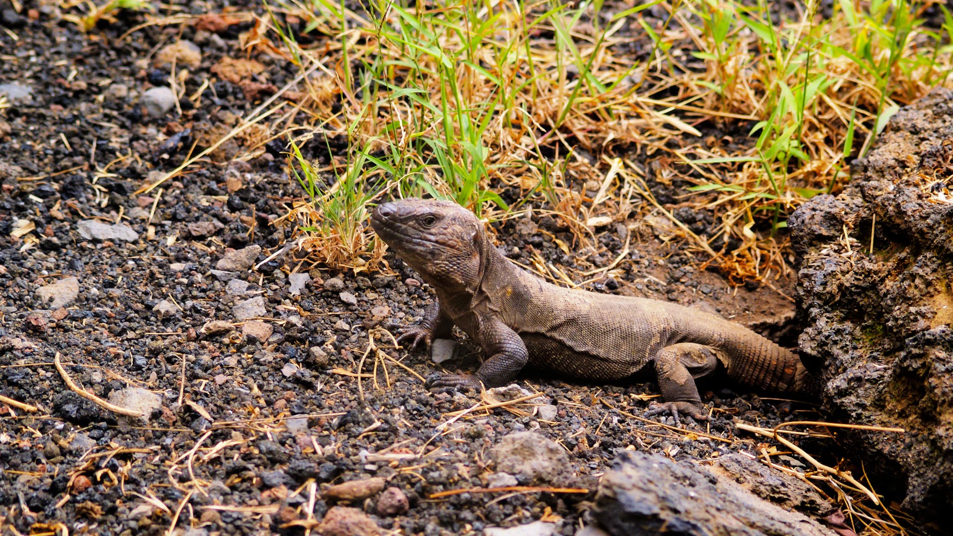 Das Geheimnis der Choristodera Spektrum der Wissenschaft