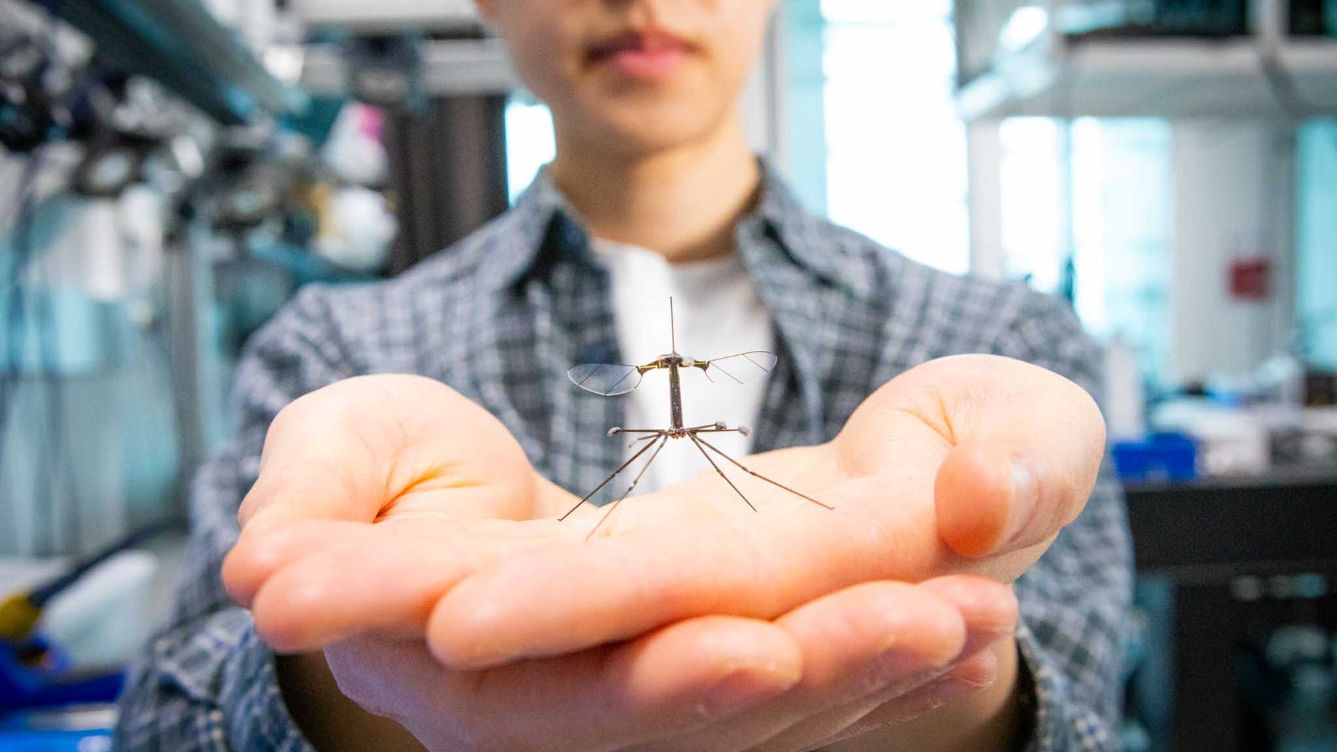 Drei kleine fliegende Roboter, die wie Insekten aussehen, stehen nebeneinander auf einer reflektierenden Oberfläche. Links befindet sich eine Münze als Größenvergleich. Die Roboter haben dünne Beine und durchsichtige Flügel. Der rechte Roboter ist auf einem weißen Block montiert. Der Hintergrund ist neutral grau.