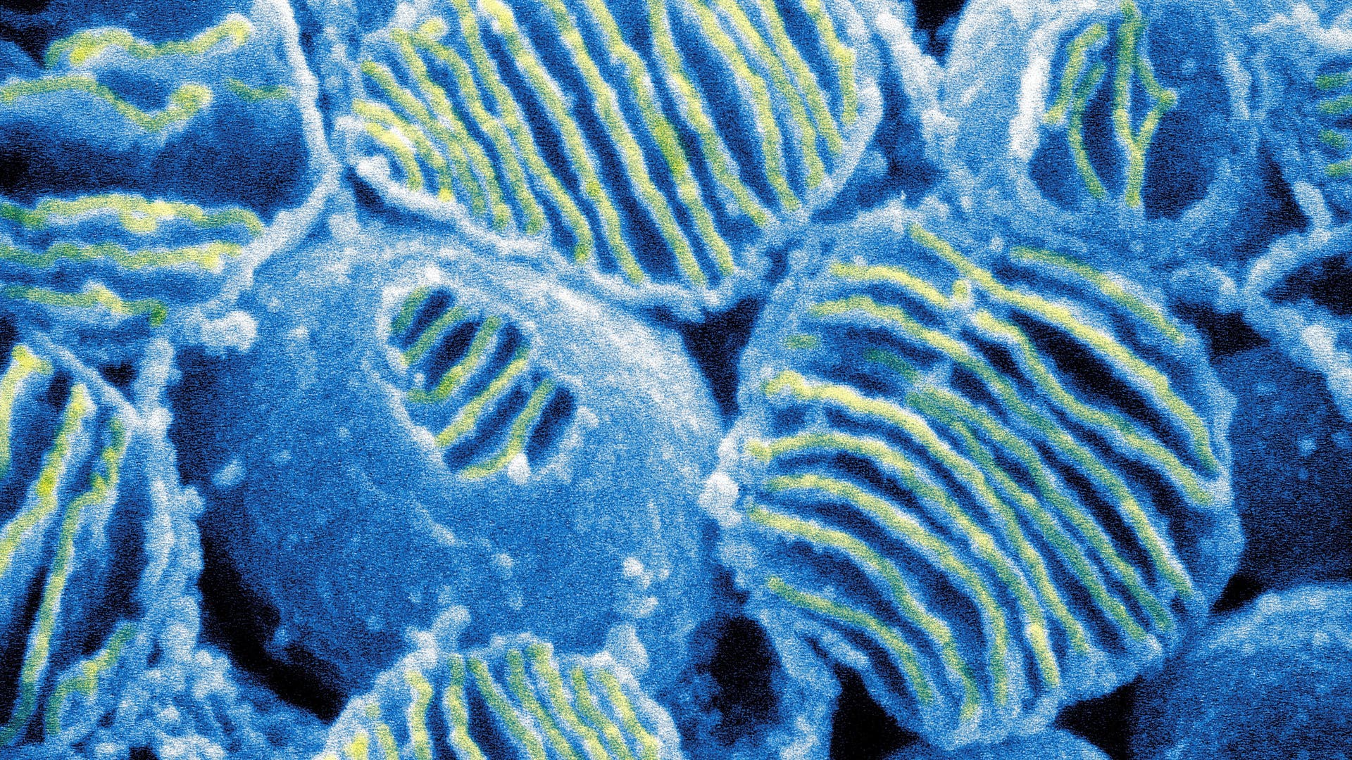 Mitochondrien-Energiefabriken-auf-Wanderschaft