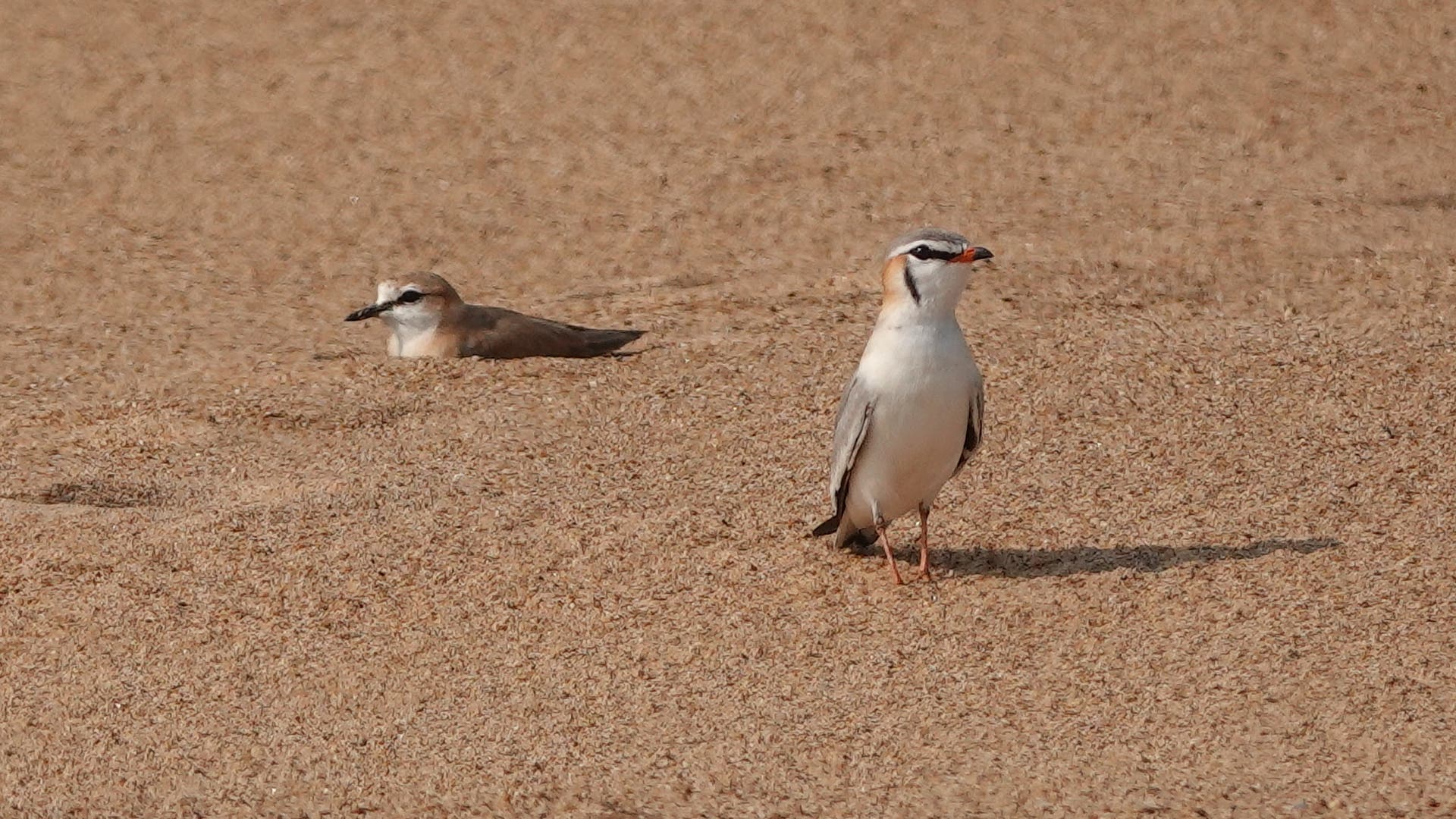 Zwei Vögel auf einem sandigen Strand. Der vordere Vogel steht aufrecht und hat ein weißes Gefieder mit einem schwarzen Streifen über den Augen. Der hintere Vogel liegt im Sand und hat ein braunes Gefieder. Beide Vögel blicken in dieselbe Richtung. Die Szene vermittelt Ruhe und Naturverbundenheit.
