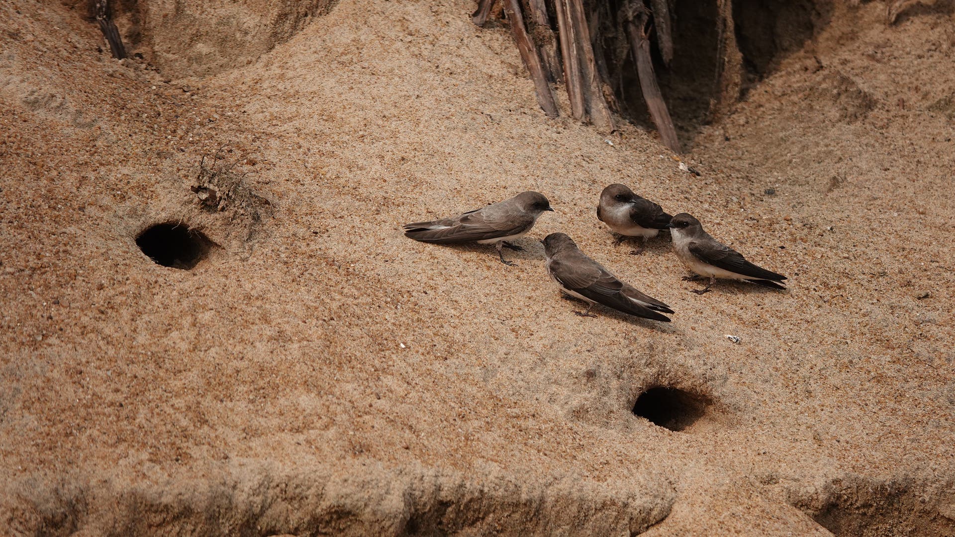 Eine Gruppe von fünf braunen Vögeln sitzt auf einem sandigen Hang mit mehreren kleinen Höhlenöffnungen. Die Vögel scheinen miteinander zu interagieren, während sie auf dem Boden sitzen. Im Hintergrund sind Wurzeln sichtbar, die aus dem Sand herausragen. Die Szene vermittelt einen natürlichen Lebensraum, möglicherweise ein Nistplatz.