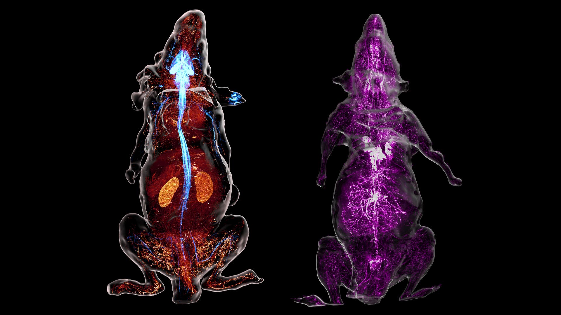 Zwei durchsichtige Darstellungen von Mäusen auf schwarzem Hintergrund. Die linke Maus zeigt ein detailliertes Bild des Blutkreislaufsystems in Rot, wobei die Organe wie Nieren hervorgehoben sind. Das Nervensystem ist blau eingefärbt. In der rechten Maus ist das sympathische Nervensystem in Violett zu sehen.
