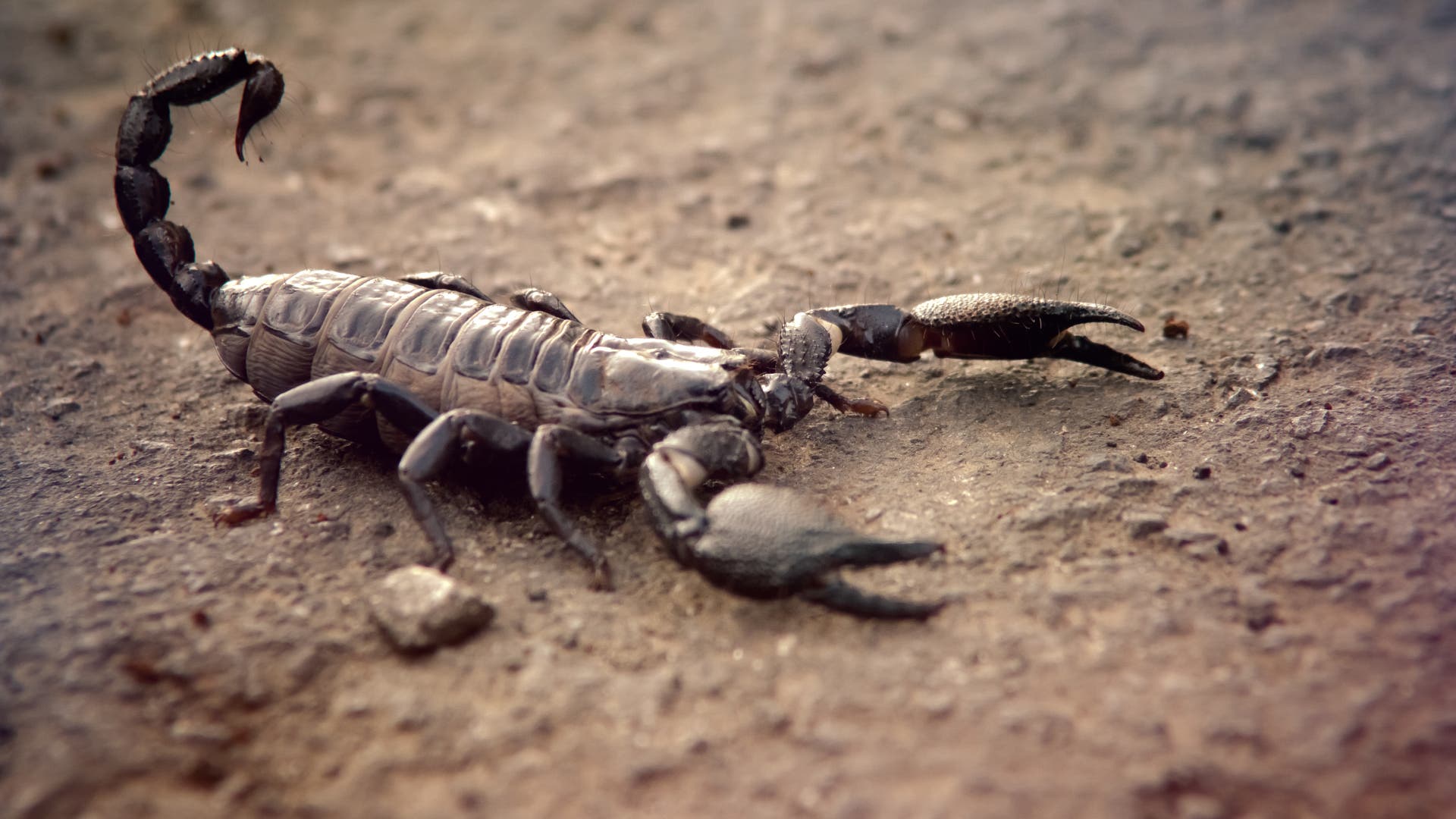 Встретил скорпиона. Скорпион Microtityus Minimus. Heterometrus swammerdami. Скорпион дюны. Скорпион насекомое.