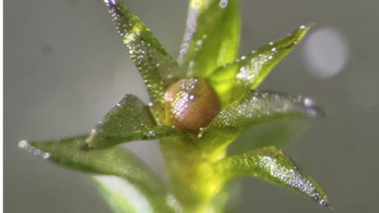 Moose-Diese-Pflanze-berlebt-sogar-das-lebensfeindliche-All