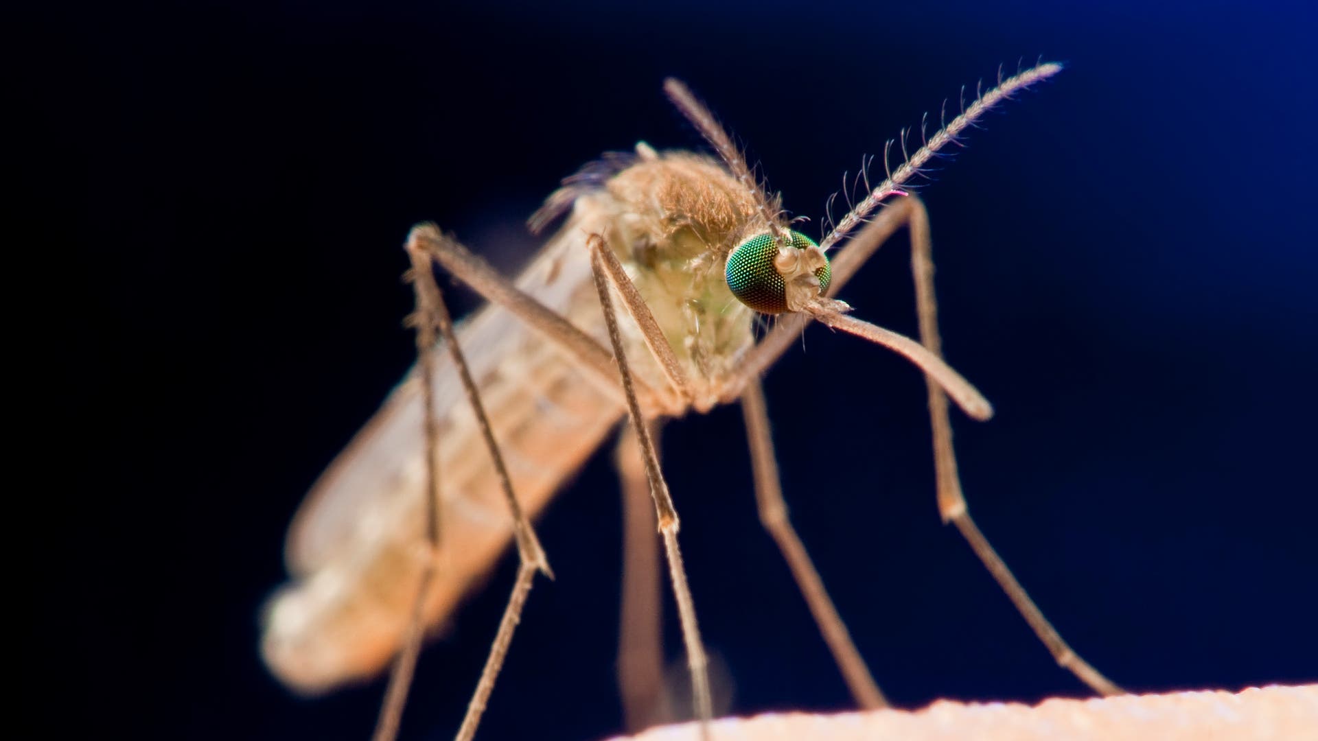 Mückenschutz: Tipps und Tricks gegen die lästigen Blutsauger – SWICA
