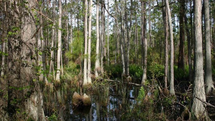 Sumpfwald aus Kiefern und Sumpfzypressen in Nord-Florida