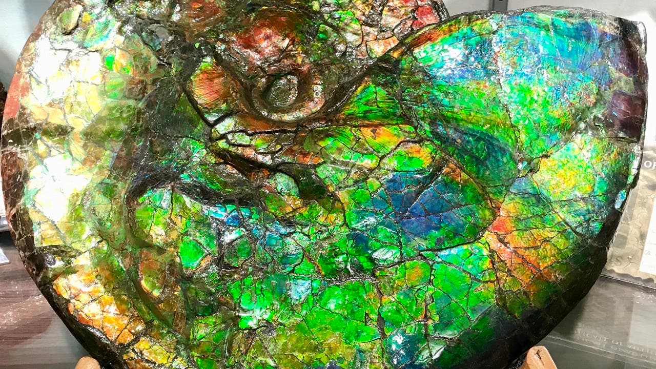 Bilder-der-Woche-Das-Geheimnis-der-bunten-Fossilien