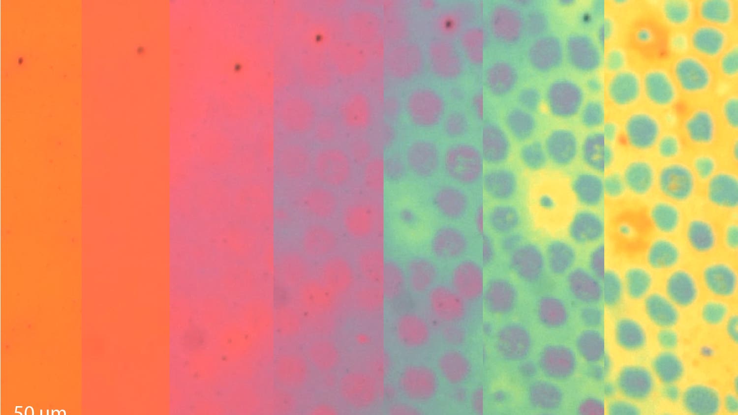 Bilder-der-Woche-Oktopus-hnliches-Material-wechselt-Farbe-und-Struktur