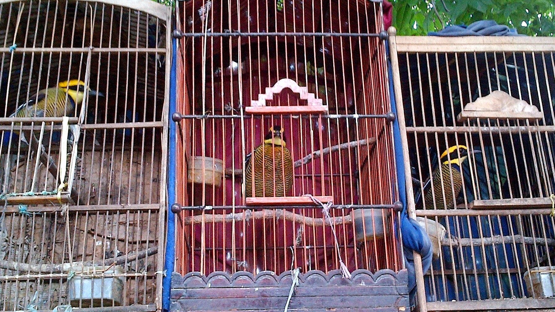 Pemburu burung mengancam keanekaragaman hayati di Indonesia