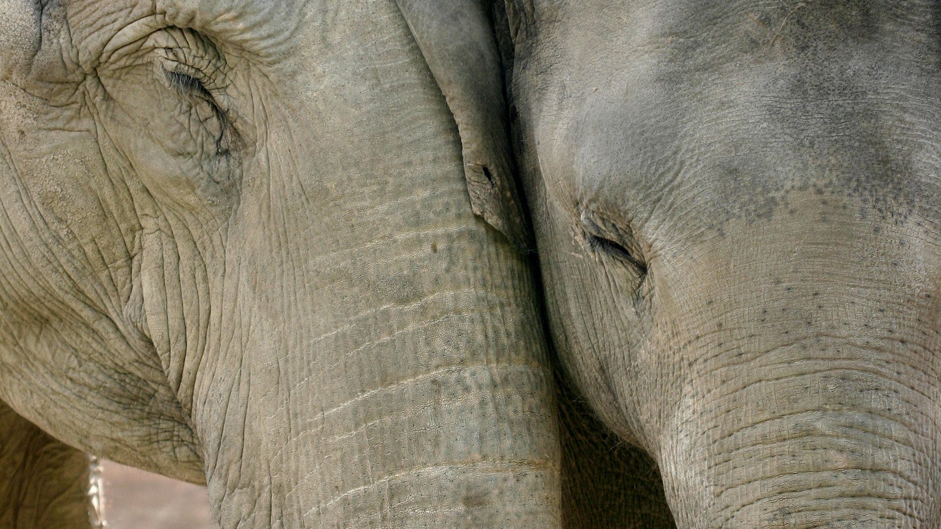 Elefanten kümmern sich umeinander