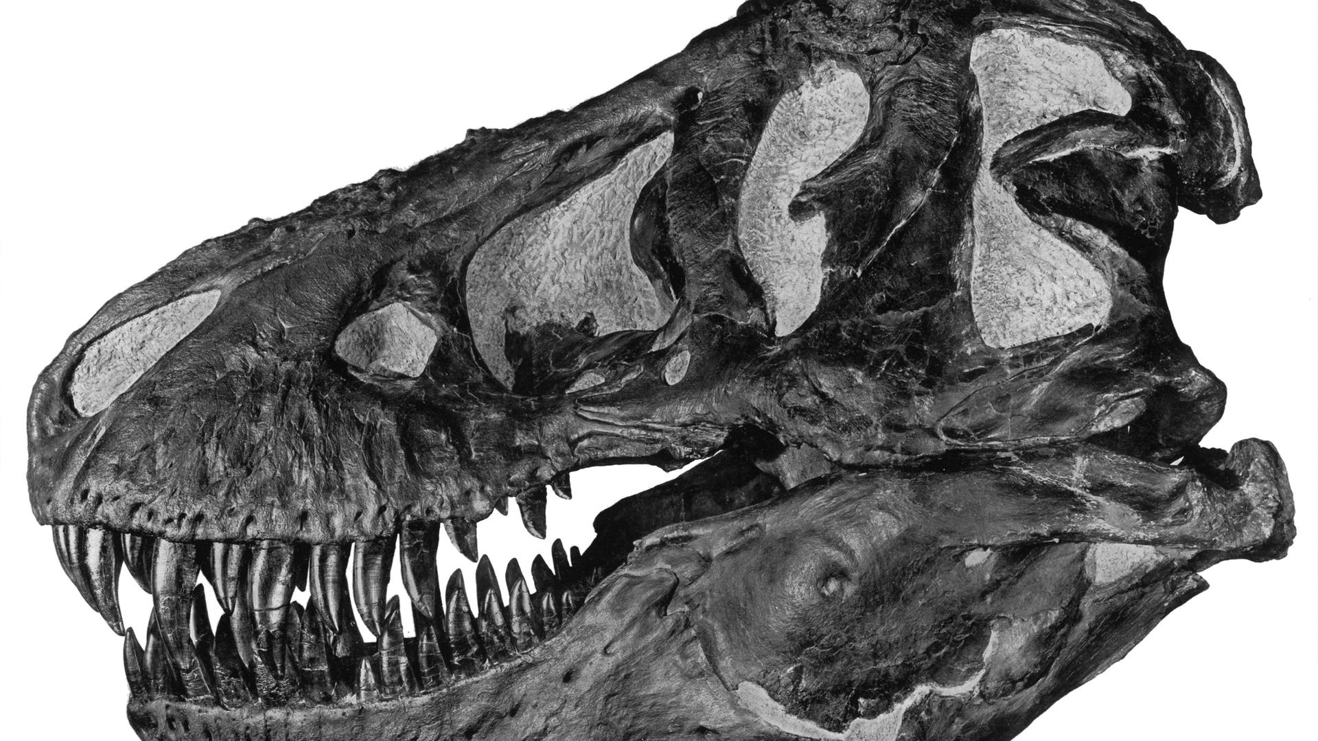 Viel-zu-viel-Fossil