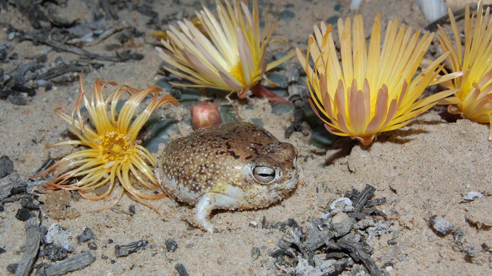 Bilder-der-Woche-Ikonischer-Frosch-ist-nun-vom-Aussterben-bedroht