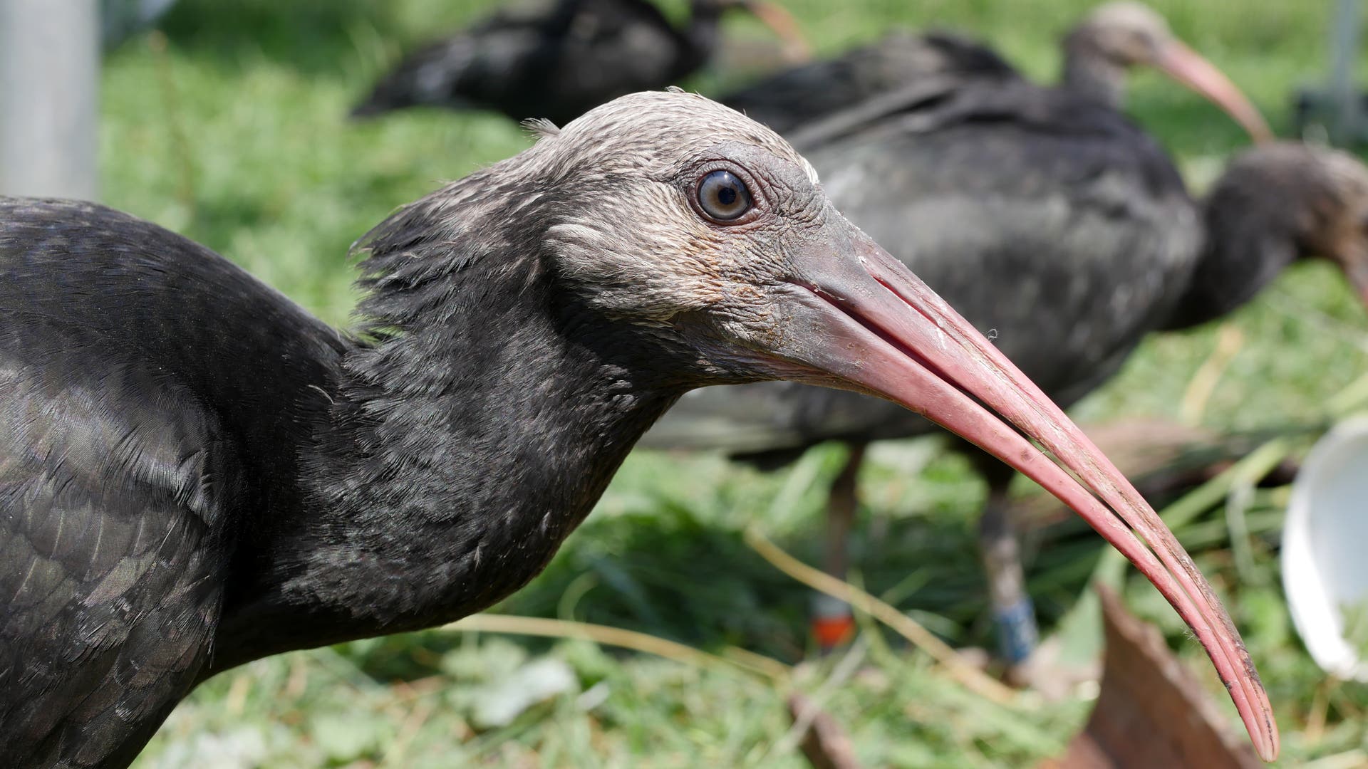 Noordelijke kale ibis: Geleerd om te overleven dankzij menselijke pleegmoeders