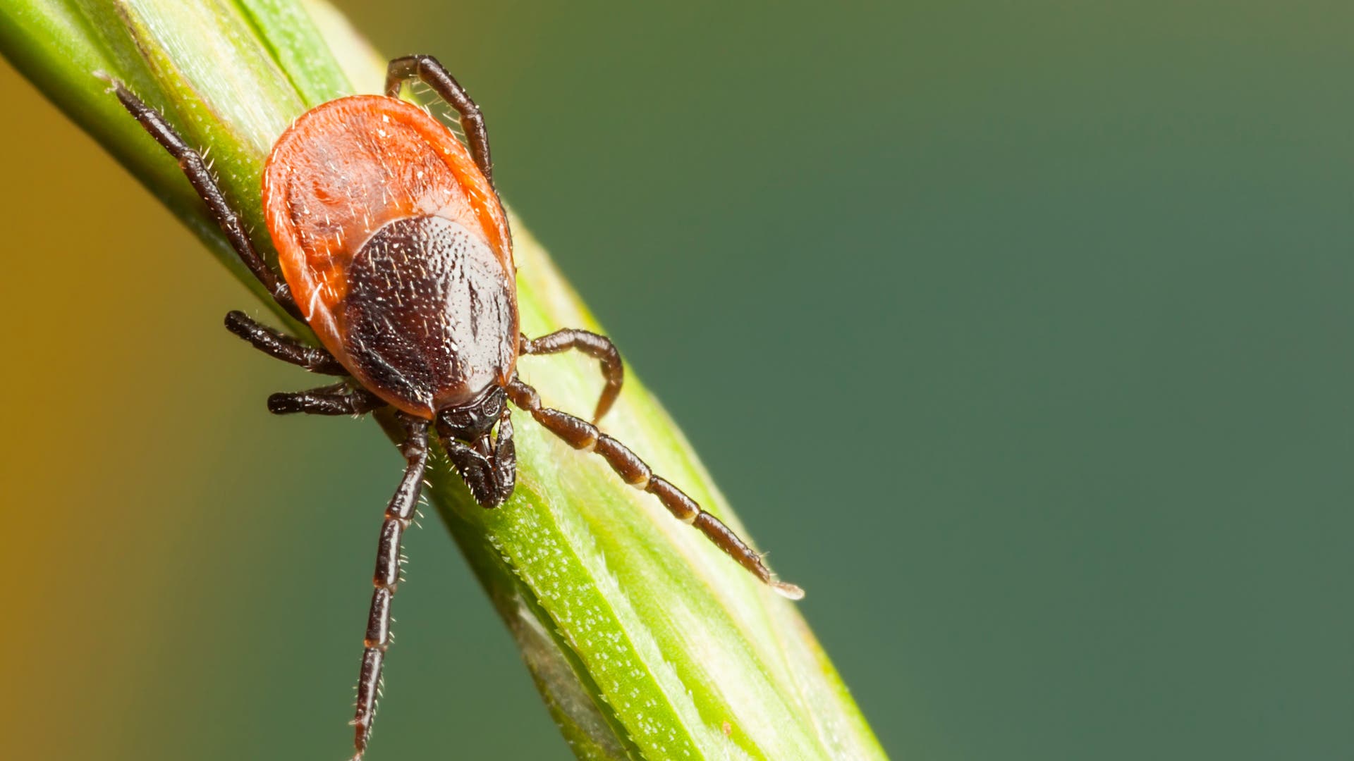 Parasiten Zecken der Feind im eigenen Garten Spektrum der Wissenschaft