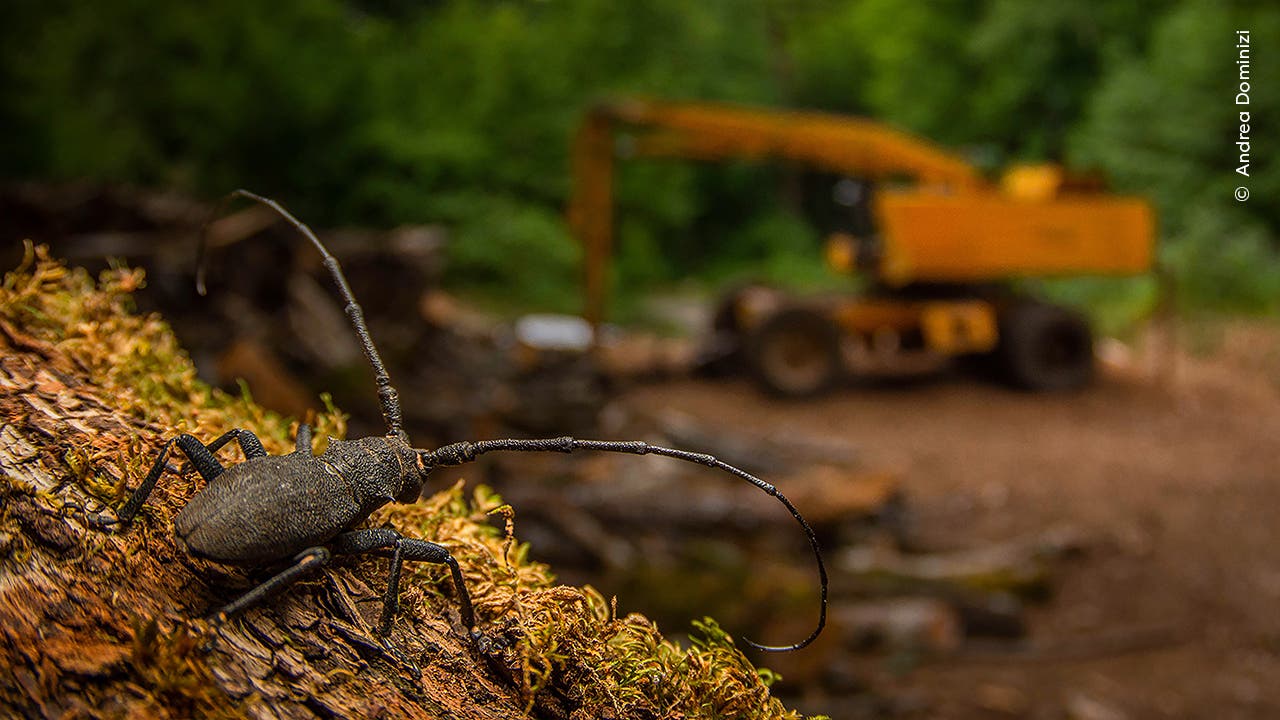 Im Vordergrund sitzt ein Käfer mit langen Fühlern auf einem moosbedeckten Baumstamm. Im Hintergrund ist in einem Waldgebiet ein verschwommener gelber Bagger zu sehen. Die Szene vermittelt einen Kontrast zwischen Natur und Technik.