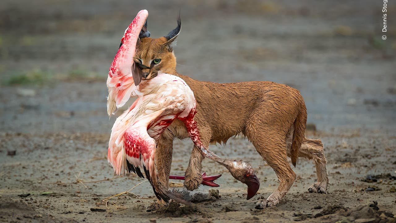 Ein Karakal trägt einen gefangenen Flamingo im Maul über ein schlammiges Gebiet. Der Karakal hat Stehohren mit schwarzen Haarbüscheln. Der Flamingo zeigt rosa und weiße Federn, während der Boden feucht und erdig erscheint. Im Hintergrund ist eine verschwommene Landschaft zu erkennen.