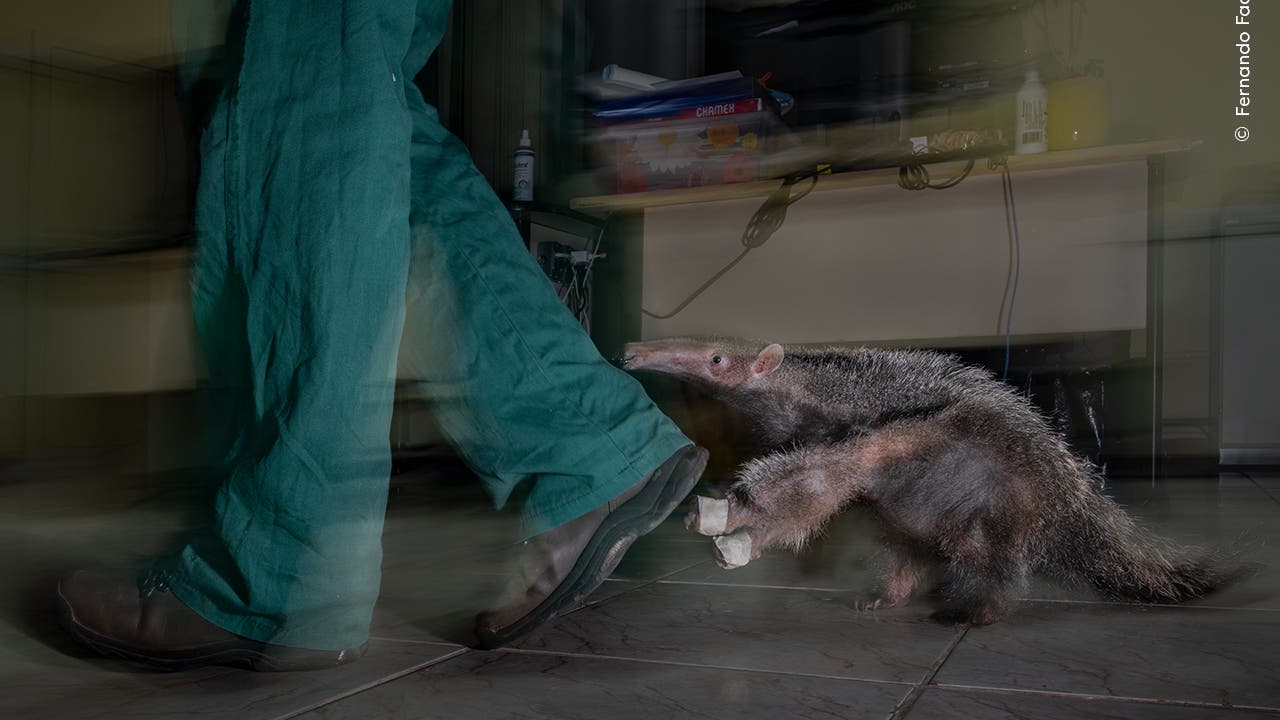 Ein Ameisenbär folgt einer Person in grüner Kleidung durch einen Raum. Die Person ist in Bewegung, was an den verschwommenen Konturen der Beine zu erkennen ist. Im Hintergrund sind verschwommene Möbel und Gegenstände zu erkennen. Der Ameisenbär hat eine raue, graue Fellstruktur und bewegt sich auf dem Fliesenboden.