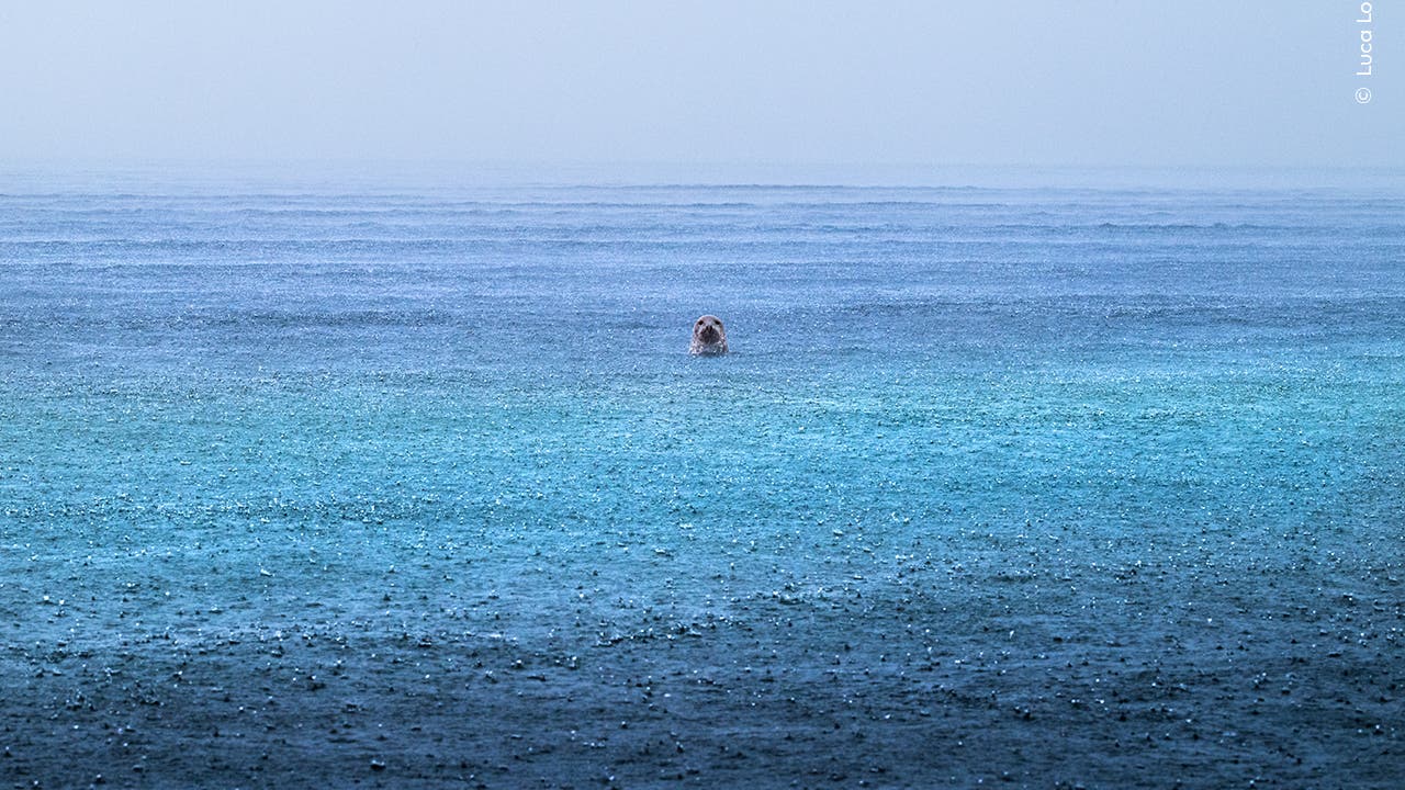 Ein Hund schwimmt im Meer, umgeben von sanften Wellen und einem regnerischen Himmel. Die Wasseroberfläche ist mit kleinen Regentropfen bedeckt, was eine ruhige und friedliche Atmosphäre schafft. Der Hund blickt in die Kamera, während das Meer in verschiedenen Blautönen schimmert.