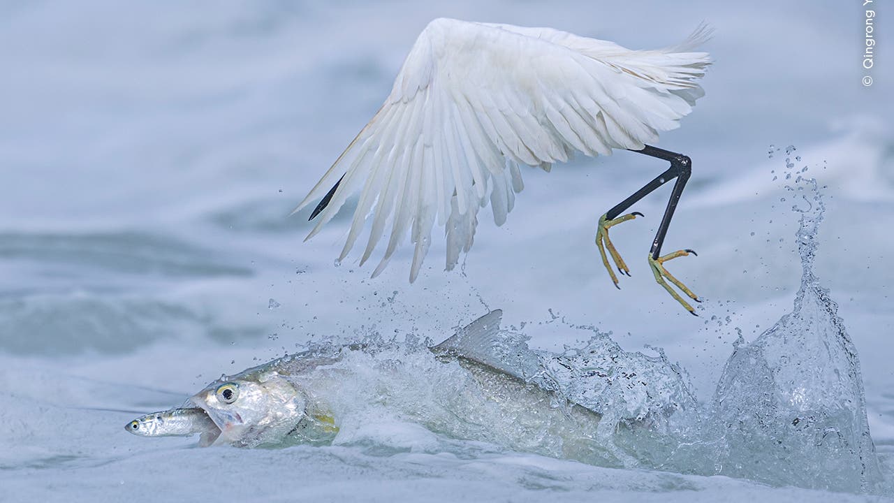 Ein weißer Vogel fliegt über das Wasser, während ein großer Fisch mit einem kleineren Fisch im Maul aus dem Wasser springt. Die Szene zeigt die Dynamik der Natur mit plätscherndem Wasser und den ausgebreiteten Flügeln des Vogels.
