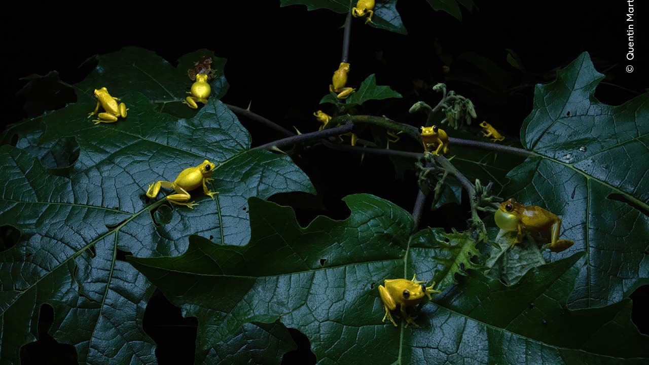 Eine Gruppe leuchtend gelber Frösche sitzt nachts auf großen, dunkelgrünen Blättern in einem Wald. Die Frösche sind auf verschiedenen Blättern ausgebreitet, einige sitzen still, andere sind in Bewegung. Die Szene ist in dunklen Tönen gehalten, die die gelbe Farbe der Frösche hervorheben. Im Hintergrund sind weitere Blätter und Frösche zu sehen.