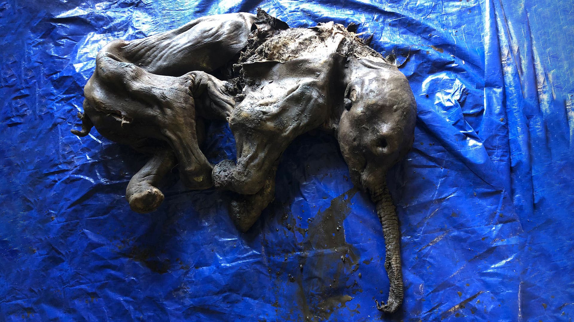 Ein nahzu vollständig erhaltenes, mumifiziertes Mammutbaby