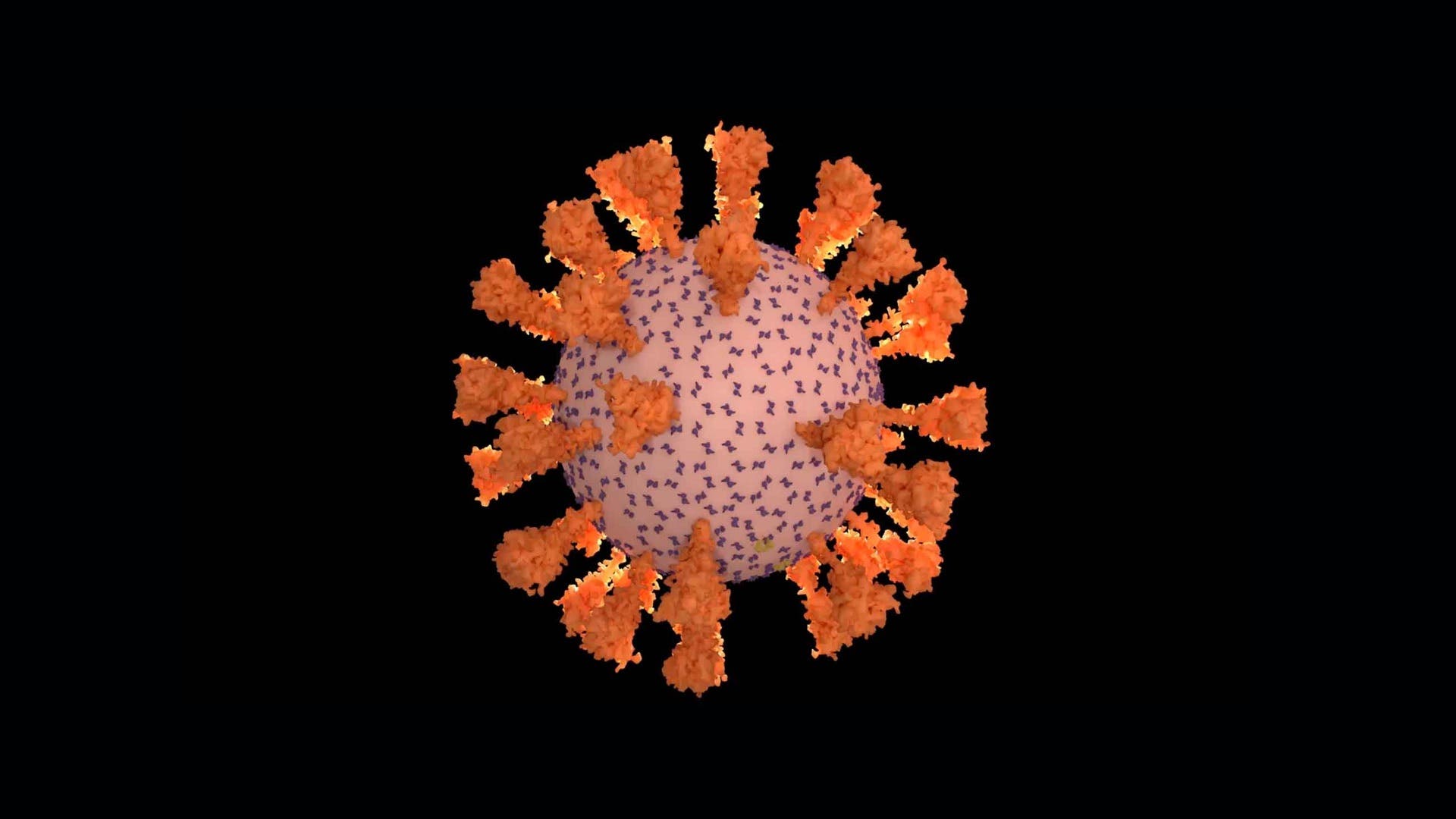 Animation zu Covid-19: Wie das Coronavirus angreift - Spektrum der  Wissenschaft