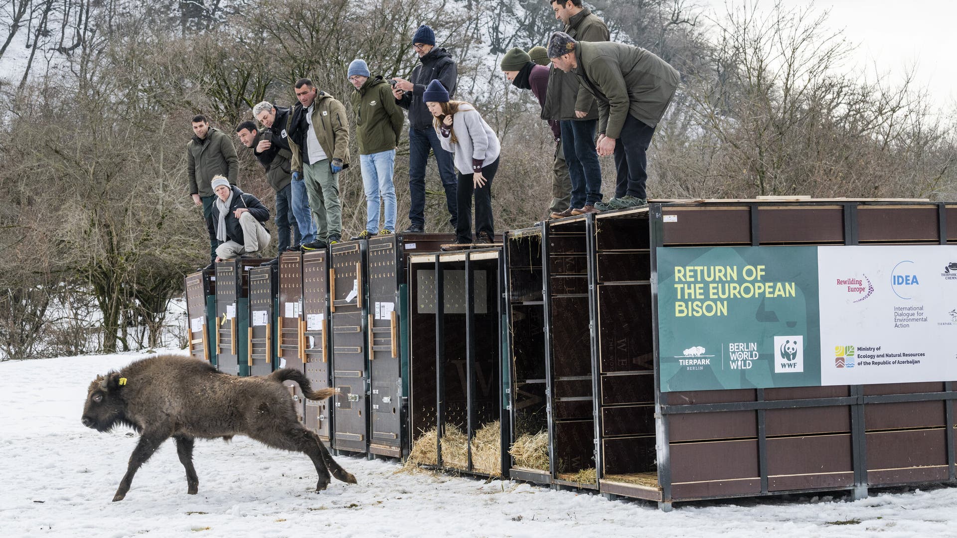 Gro-es-Umsiedlungsprojekt-Wisente-aus-Deutschland-im-Kaukasus-ausgewildert