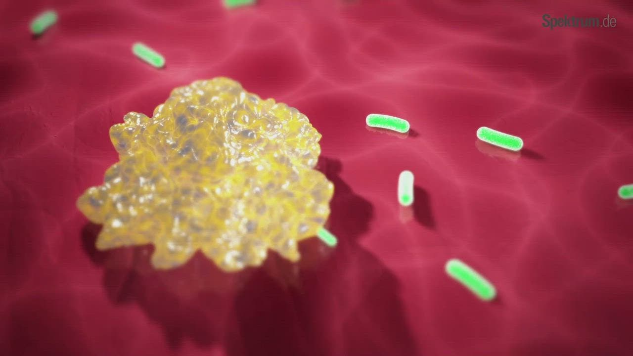 Spektrum erklärt Endosymbiontentheorie Spektrum der Wissenschaft