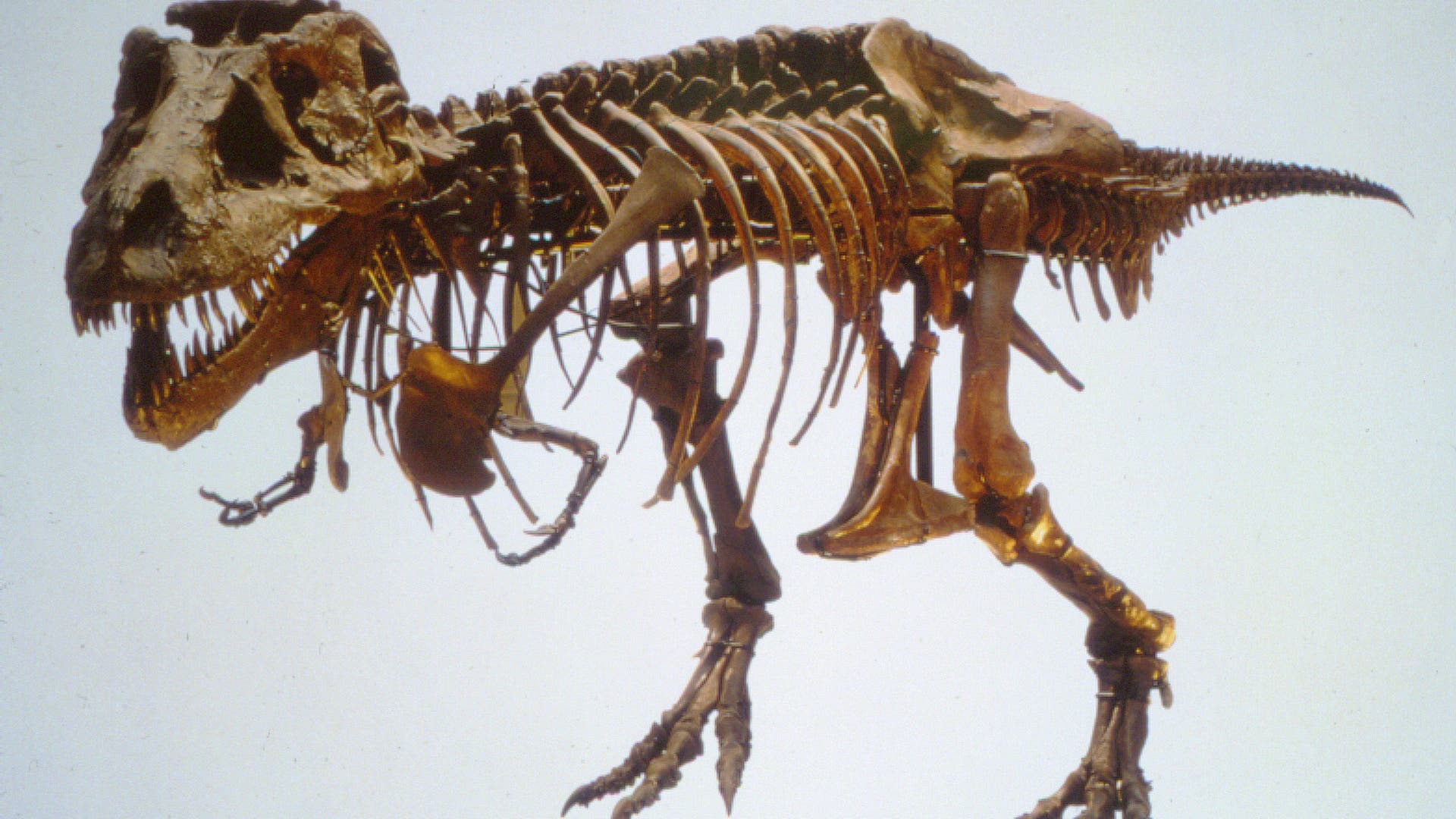 Paläontologie Wachstumsschübe Spektrum der Wissenschaft