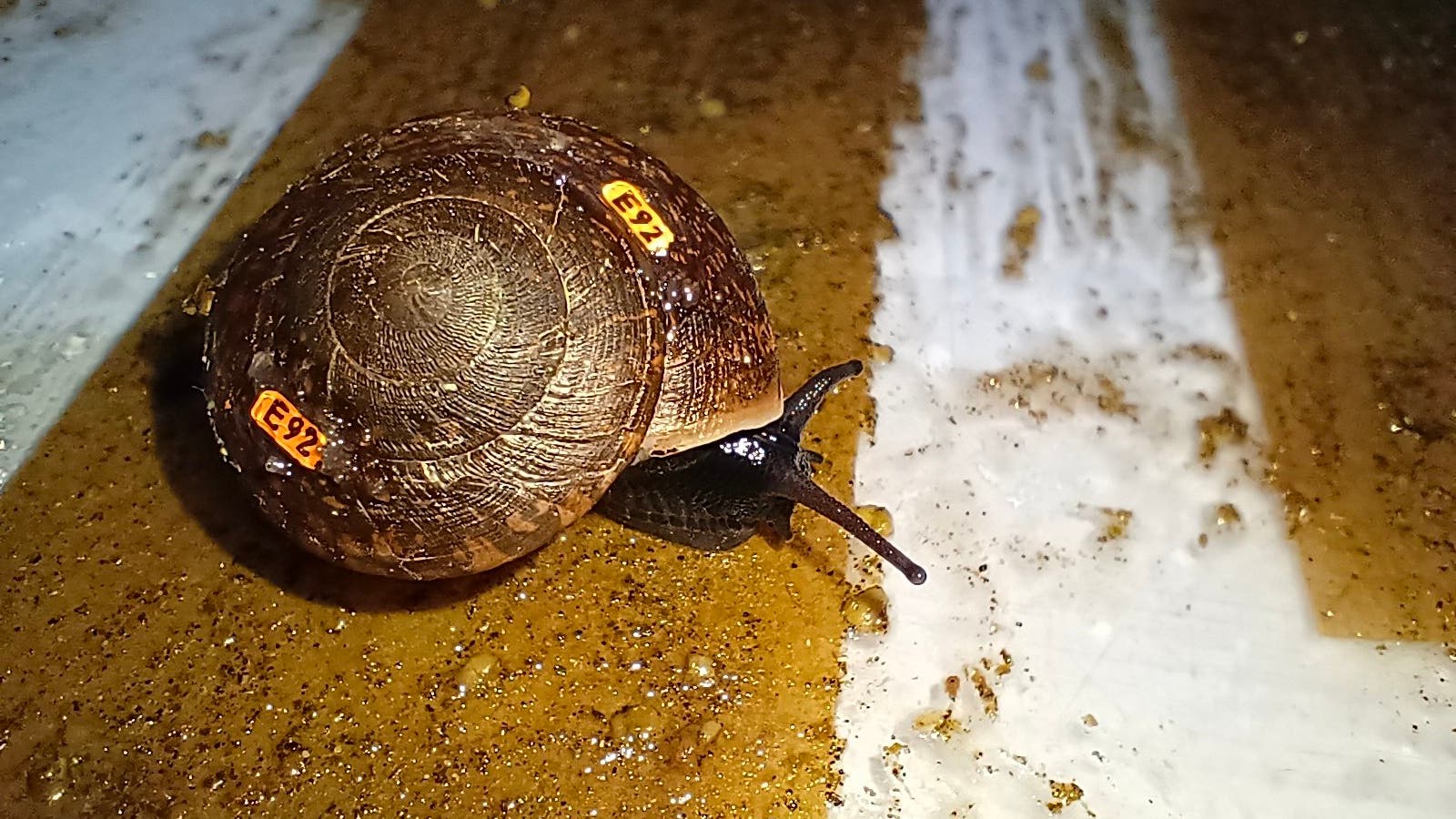 Artenschutz-Extrem-seltene-Schnecke-ist-zur-ck-in-der-Spur