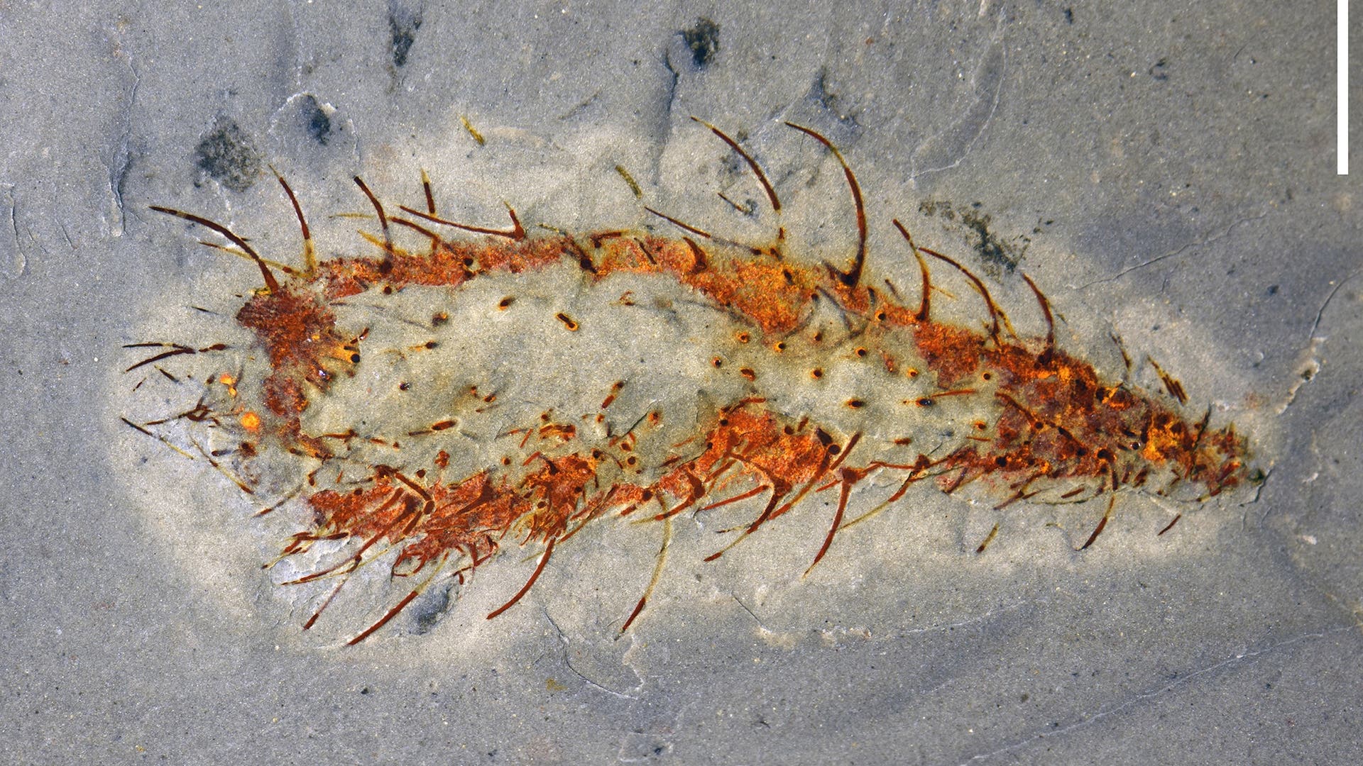 Pal-ontologie-Fossile-Schatzkammer-der-Evolution-entdeckt
