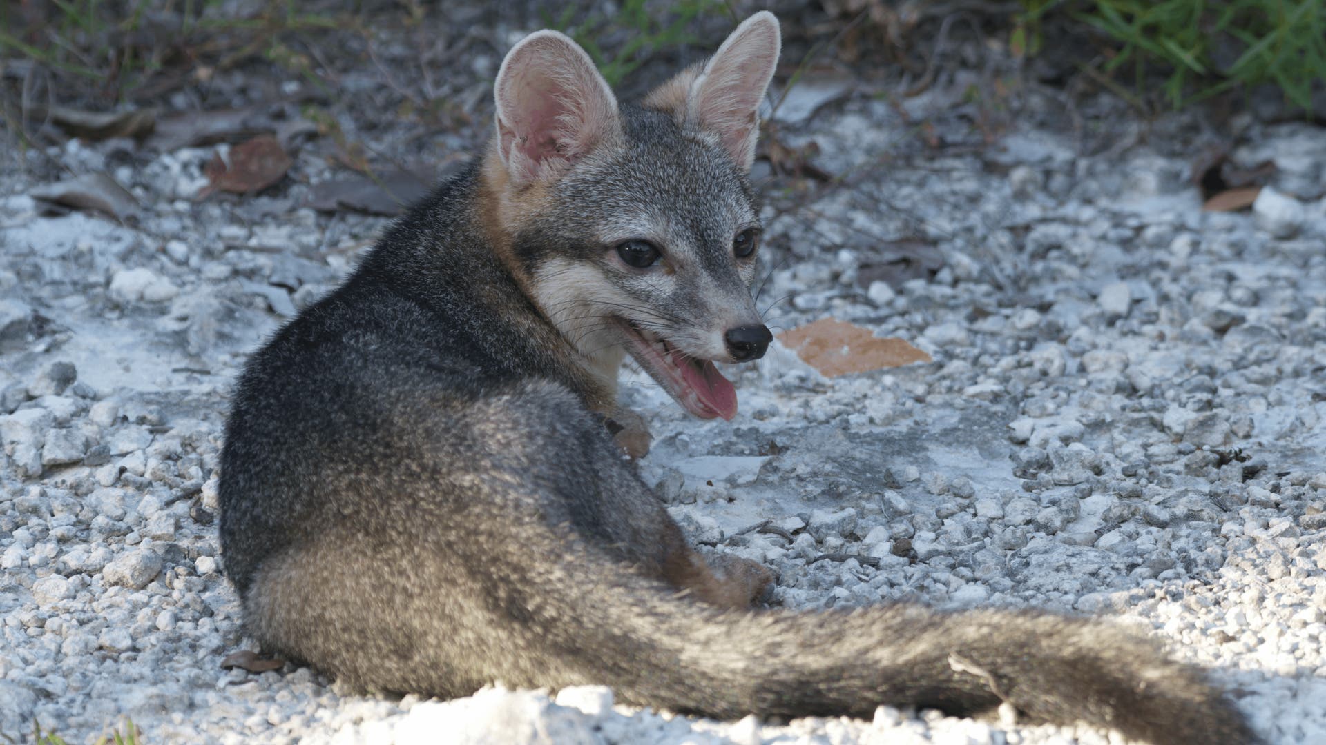 Artenschutz-Der-mysteri-se-Zwergfuchs-von-Cozumel-lebt-noch