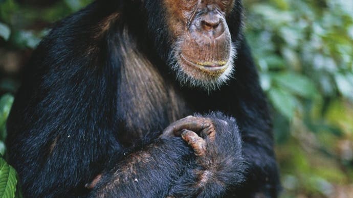 Östlicher Schimpanse